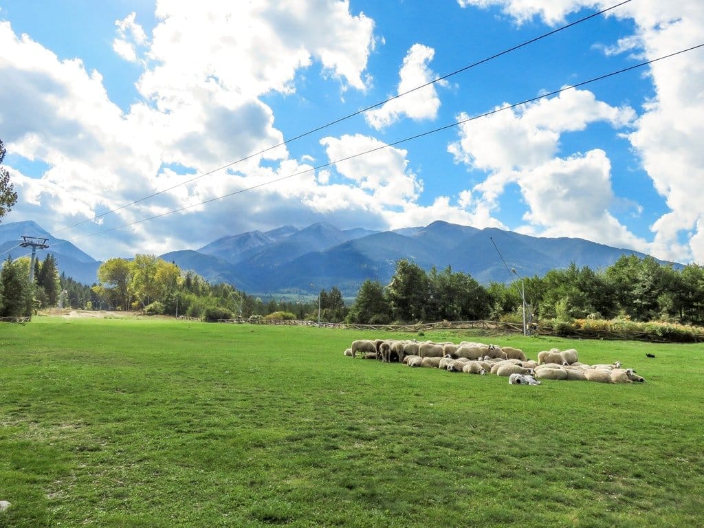 a herd of sheep resting on a green meadow with high mountain tops at the background, Pirin Mountains in Bulgaria