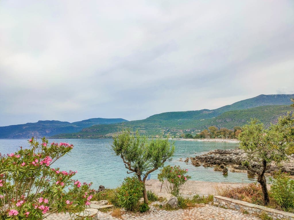 A beach with stones and a mountain range at the back. On the foreground an olive tree and some pink oleander bushes. Kardamyli, Greece