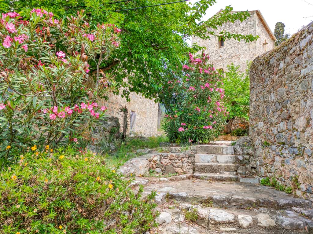 Stone houses and a stone wall along a cobblestone pathway with stairs, lined up with pink oleander trees in bloom and other green bushes and trees. The Old Kardamyli or Upper Kadamyli on Peloponnese, Greece