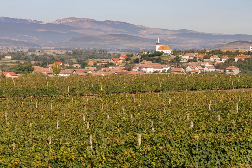 Scenic vineyard with neatly aligned rows of grapevines stretching toward a charming village. The village features traditional houses and a church with a tall steeple, nestled among rolling hills and distant mountains under a clear blue sky. Vineyards near Ciumrud in Transylvania, Romania