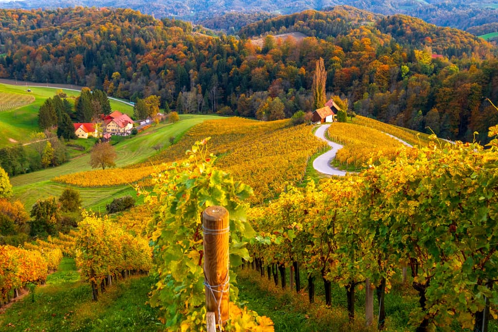 Picturesque autumn vineyard with rows of grapevines in yellow and green hues. A winding road leads to a small house nestled among trees, with rolling hills in the background covered in vibrant fall foliage. The scene captures the serene beauty of the countryside during harvest season. Heart-shaped road and vineyards near Špičnik in Slovenia