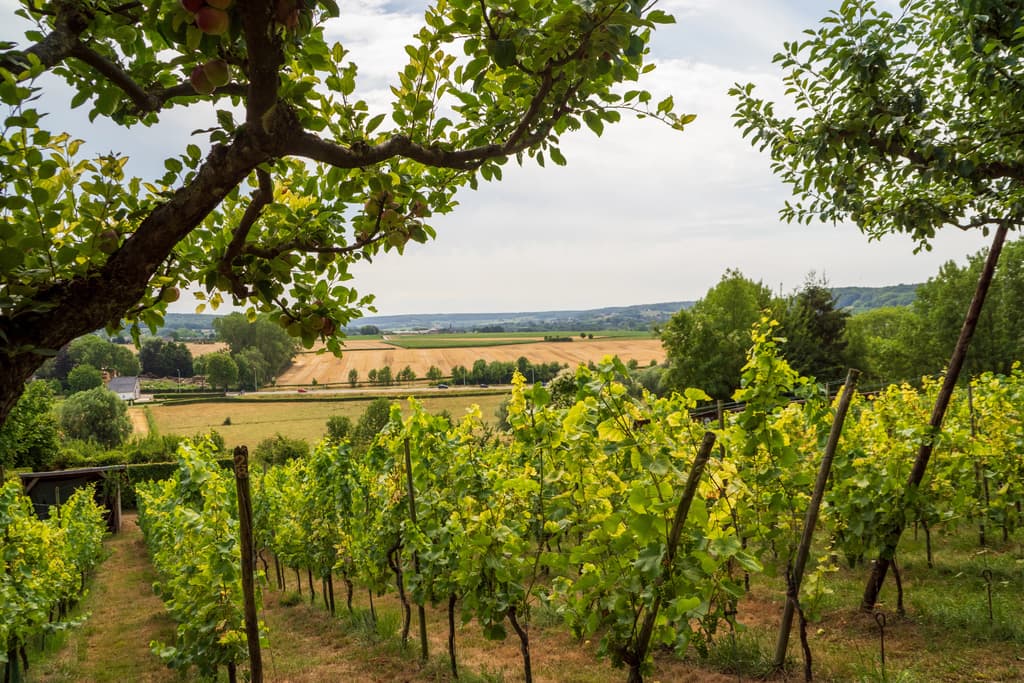 Scenic vineyard landscape with rows of grapevines extending into the distance. A tree branch with green leaves and small fruit frames the foreground. Beyond the vines, open fields and scattered trees lead to distant hills under a partly cloudy sky, evoking a peaceful rural atmosphere. Vineyards in South Limburg, the Netherlands