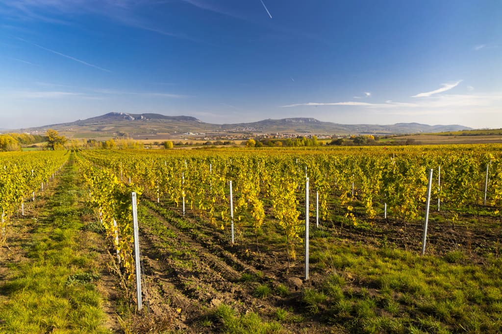 Expansive vineyard with rows of grapevines supported by white stakes, set in a sunlit landscape of green grass and distant hills. A small town nestles at the base of the mountains in the background, all beneath a clear blue sky. Vineyards in South Moravia, Czechia