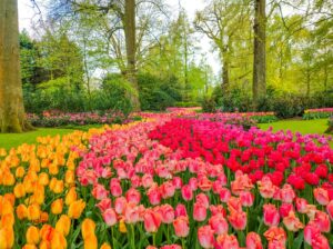 A garden scene with rows of blooming tulips in red, pink, and yellow, surrounded by tall trees and green foliage on a bright day. Keukenhof Park near Lisse, Netherlands